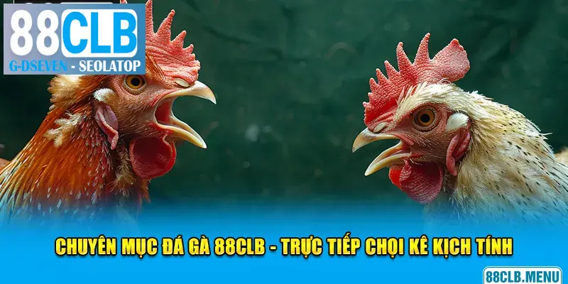 Đá gà 88CLB – Sảnh chọi kê chất lượng top 1 2025