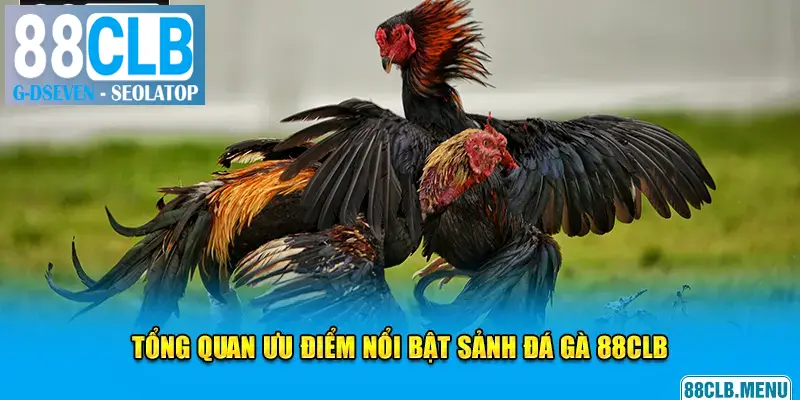 Top 4 hình thức chọi kê thỏa mãn đam mê bet thủ
