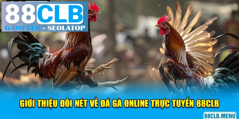 Đá gà online trực tuyến mang lại vô vàn điều thú vị Đá gà online trực tuyến mang lại vô vàn điều thú vị