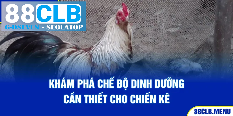 Khám phá chế độ dinh dưỡng cần thiết cho chiến kê Khám phá chế độ dinh dưỡng cần thiết cho chiến kê