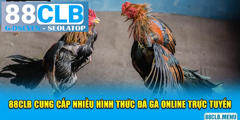 88CLB cung cấp nhiều hình thức đá gà online trực tuyến thú vị 88CLB cung cấp nhiều hình thức đá gà online trực tuyến thú vị