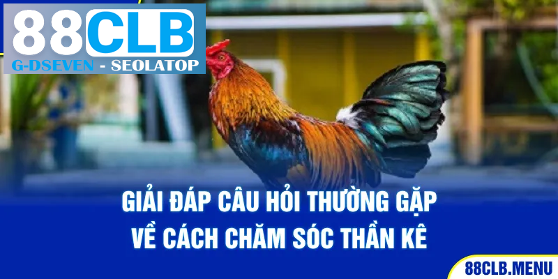 Giải đáp câu hỏi thường gặp về cách chăm sóc thần kê Giải đáp câu hỏi thường gặp về cách chăm sóc thần kê