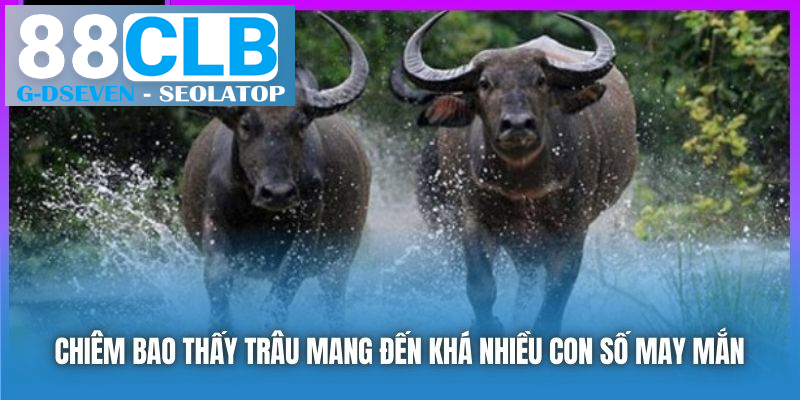 Chiêm bao thấy trâu mang đến khá nhiều con số may mắn Chiêm bao thấy trâu mang đến khá nhiều con số may mắn