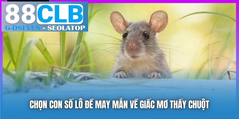 Chọn con số lô đề may mắn về giấc mơ thấy chuột Chọn con số lô đề may mắn về giấc mơ thấy chuột