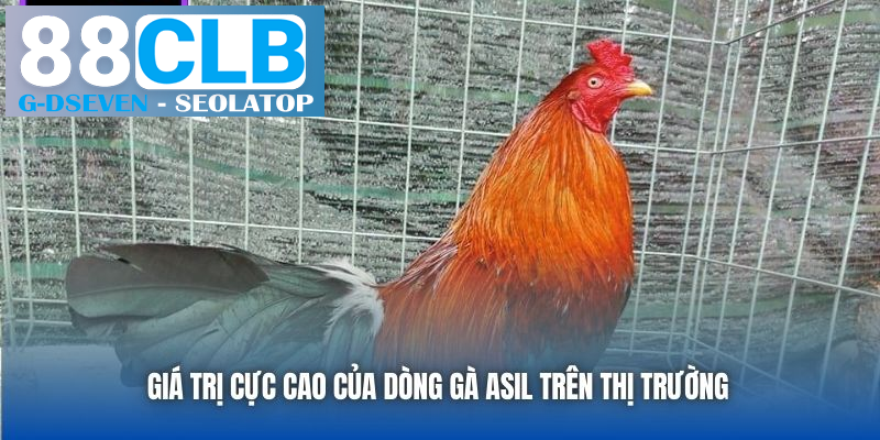 Giá trị cực cao của dòng gà Asil trên thị trường Giá trị cực cao của dòng gà Asil trên thị trường