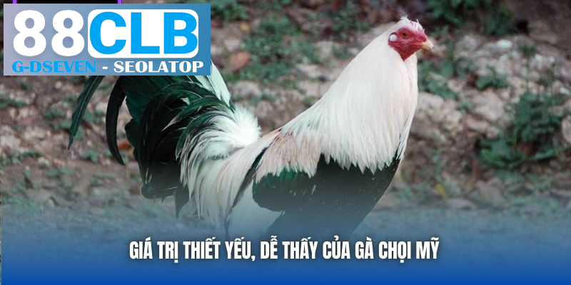 Giá trị thiết yếu, dễ thấy của gà chọi Mỹ Giá trị thiết yếu, dễ thấy của gà chọi Mỹ
