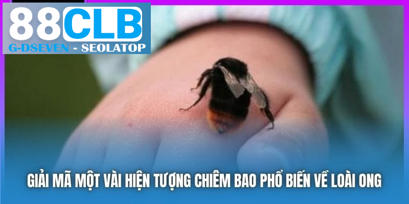 Giải mã một vài hiện tượng chiêm bao phổ biến về loài ong Giải mã một vài hiện tượng chiêm bao phổ biến về loài ong