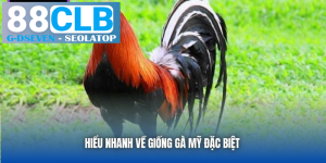 processed hieu nhanh ve giong ga my dac biet