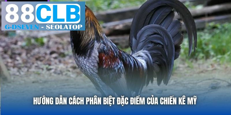 Hướng dẫn cách phân biệt đặc điểm của chiến kê Mỹ Hướng dẫn cách phân biệt đặc điểm của chiến kê Mỹ