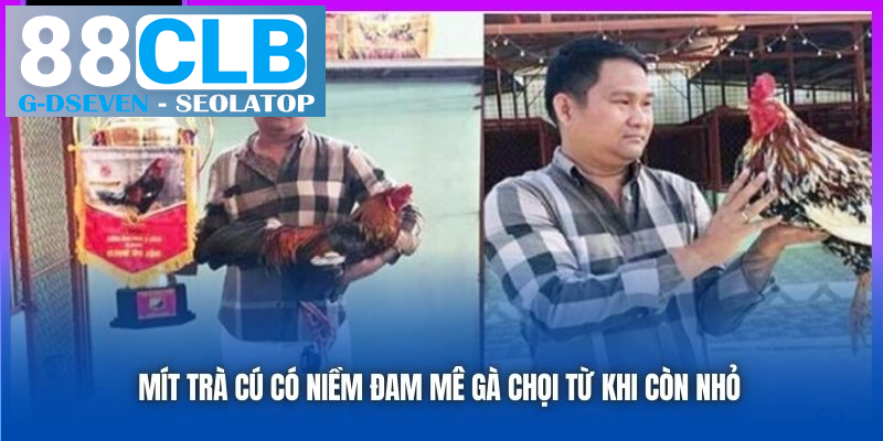 Mít Trà Cú có niềm đam mê gà chọi từ khi còn nhỏ Mít Trà Cú có niềm đam mê gà chọi từ khi còn nhỏ
