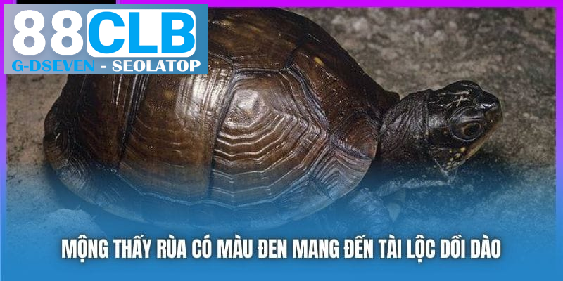 Mộng thấy rùa có màu đen mang đến tài lộc dồi dào Mộng thấy rùa có màu đen mang đến tài lộc dồi dào