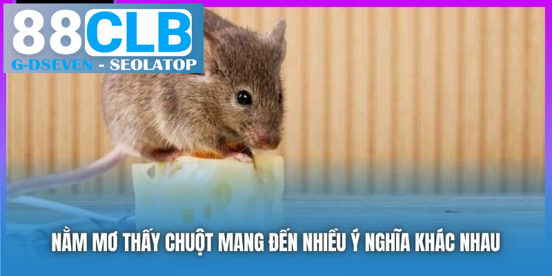 Nằm mơ thấy chuột mang đến nhiều ý nghĩa khác nhau Nằm mơ thấy chuột mang đến nhiều ý nghĩa khác nhau