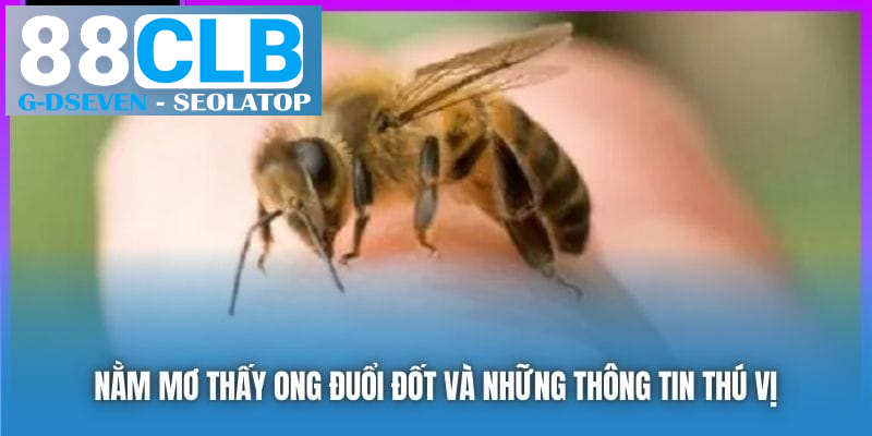Nằm mơ thấy ong đuổi đốt và những thông tin thú vị Nằm mơ thấy ong đuổi đốt và những thông tin thú vị