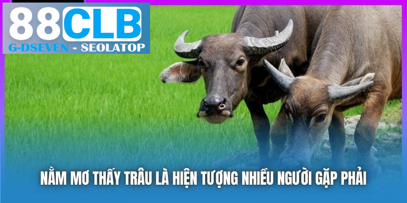 Nằm mơ thấy trâu là hiện tượng nhiều người gặp phải Nằm mơ thấy trâu là hiện tượng nhiều người gặp phải