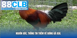 processed nguon goc thong tin them ve giong ga asil