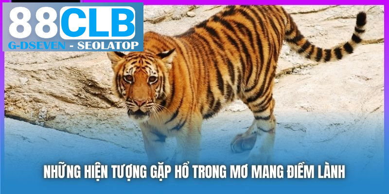 Những hiện tượng gặp hổ trong mơ mang điềm lành Những hiện tượng gặp hổ trong mơ mang điềm lành