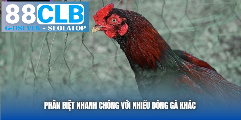 Phân biệt nhanh chóng với nhiều dòng gà khác Phân biệt nhanh chóng với nhiều dòng gà khác