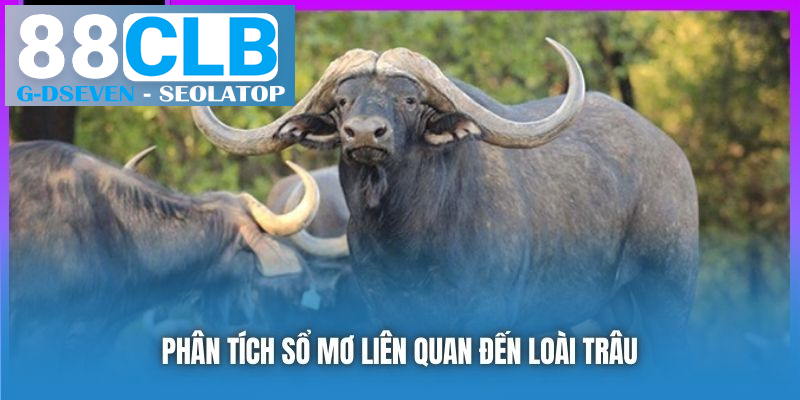 Phân tích sổ mơ liên quan đến loài trâu Phân tích sổ mơ liên quan đến loài trâu